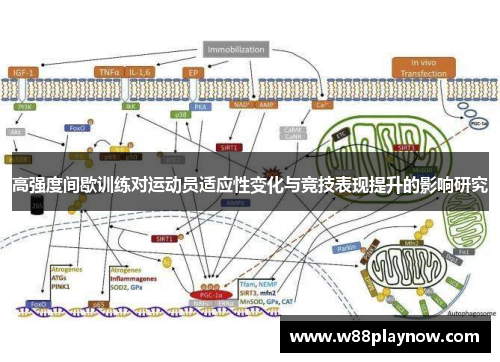 高强度间歇训练对运动员适应性变化与竞技表现提升的影响研究